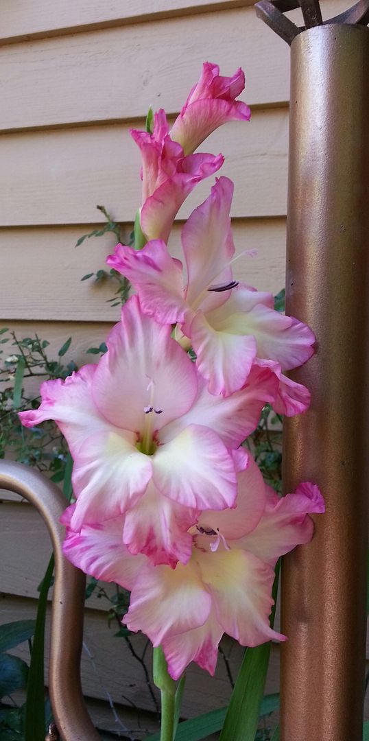  photo 20140805_110121-1_zps5akygmk8.jpg